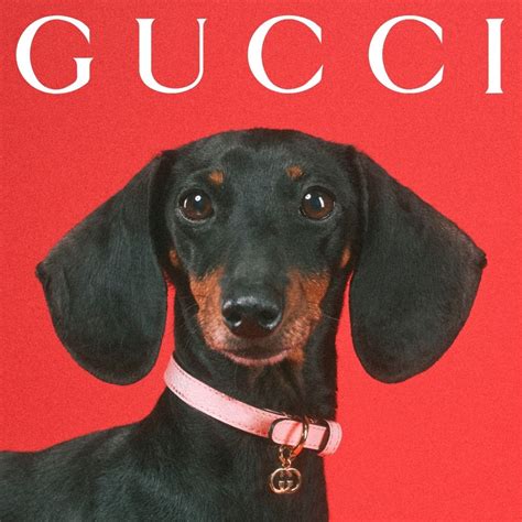 gucci pet 2021